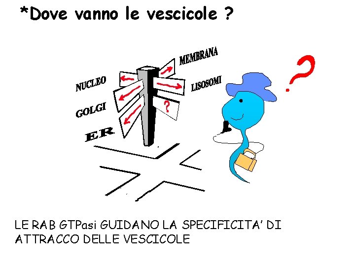 *Dove vanno le vescicole ? LE RAB GTPasi GUIDANO LA SPECIFICITA’ DI ATTRACCO DELLE