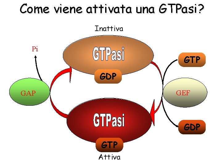 Come viene attivata una GTPasi? Inattiva Pi GTP GDP GEF GAP GDP GTP Attiva