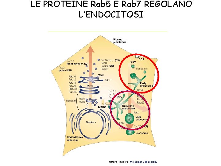 LE PROTEINE Rab 5 E Rab 7 REGOLANO L’ENDOCITOSI 