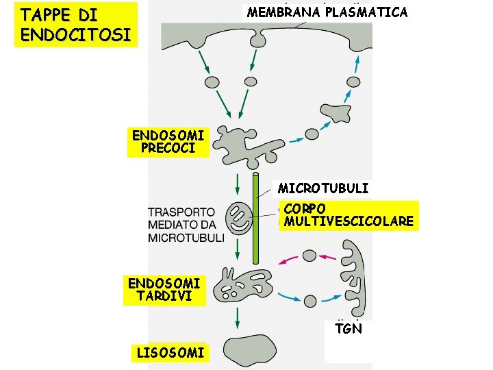 TAPPE DI ENDOCITOSI MEMBRANA PLASMATICA ENDOSOMI PRECOCI MICROTUBULI CORPO MULTIVESCICOLARE ENDOSOMI TARDIVI TGN LISOSOMI