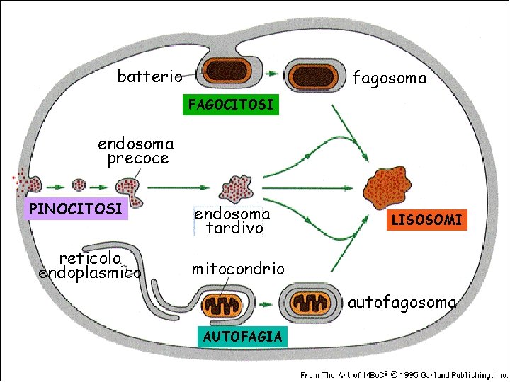 batterio fagosoma FAGOCITOSI endosoma precoce PINOCITOSI reticolo endoplasmico endosoma tardivo LISOSOMI mitocondrio autofagosoma AUTOFAGIA