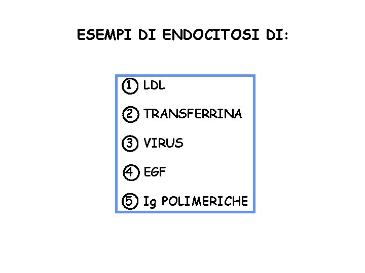 ESEMPI DI ENDOCITOSI DI: 1 LDL 2 TRANSFERRINA 3 VIRUS 4 EGF 5 Ig