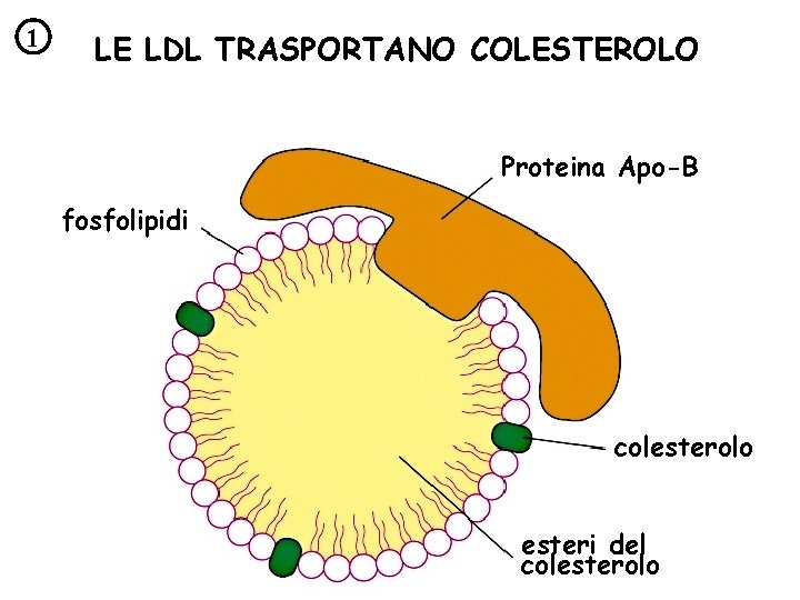 1 LE LDL TRASPORTANO COLESTEROLO Proteina Apo-B fosfolipidi colesterolo esteri del colesterolo 