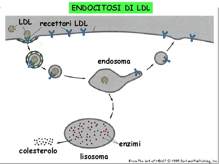 ENDOCITOSI DI LDL recettori LDL endosoma colesterolo enzimi lisosoma 