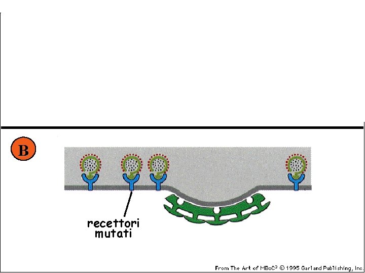 A LDL recettori di LDL B recettori mutati coat di clatrina 