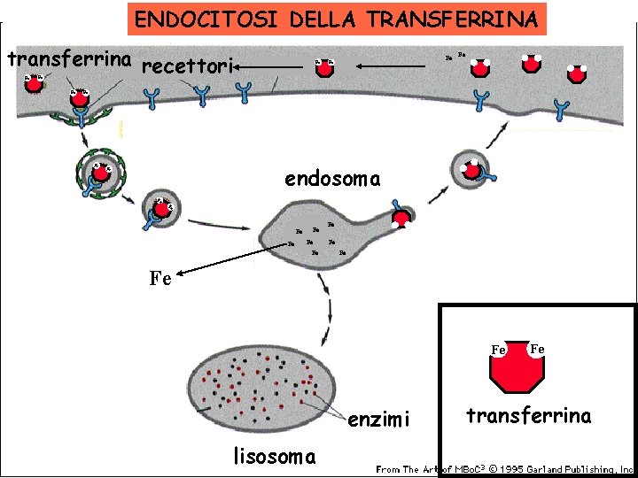 ENDOCITOSI DELLA TRANSFERRINA transferrina recettori Fe Fe Fe endosoma Fe Fe Fe Fe enzimi