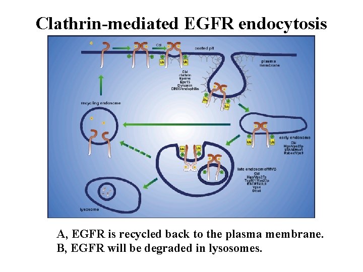 Clathrin-mediated EGFR endocytosis A, EGFR is recycled back to the plasma membrane. B, EGFR