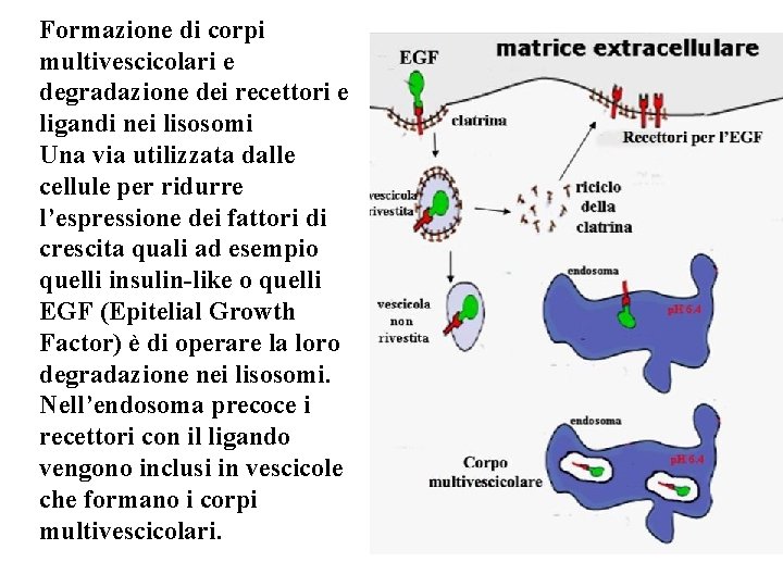 Formazione di corpi multivescicolari e degradazione dei recettori e ligandi nei lisosomi Una via