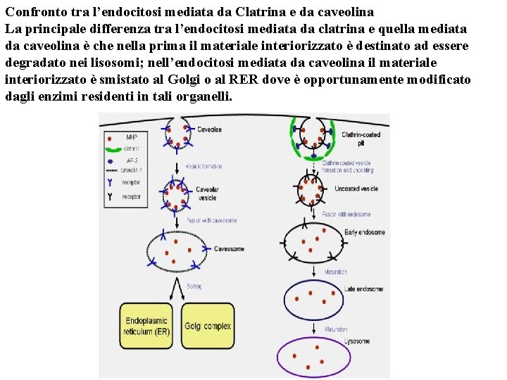 Confronto tra l’endocitosi mediata da Clatrina e da caveolina La principale differenza tra l’endocitosi