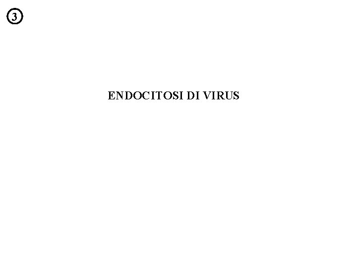 3 ENDOCITOSI DI VIRUS 