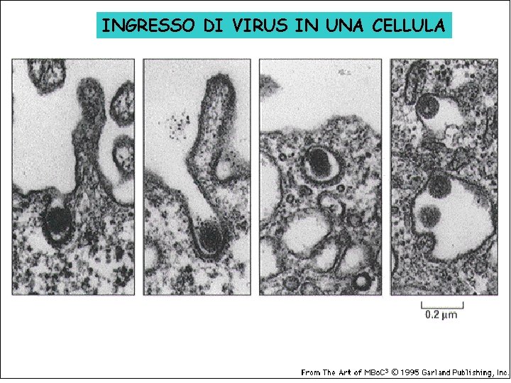 INGRESSO DI VIRUS IN UNA CELLULA 