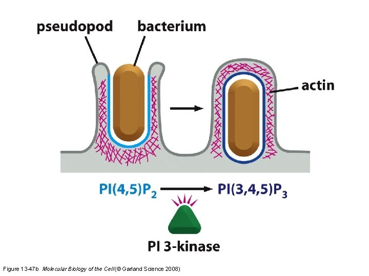 Figure 13 -47 b Molecular Biology of the Cell (© Garland Science 2008) 