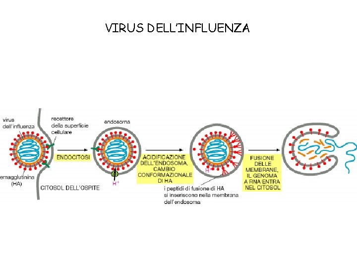 VIRUS DELL’INFLUENZA 