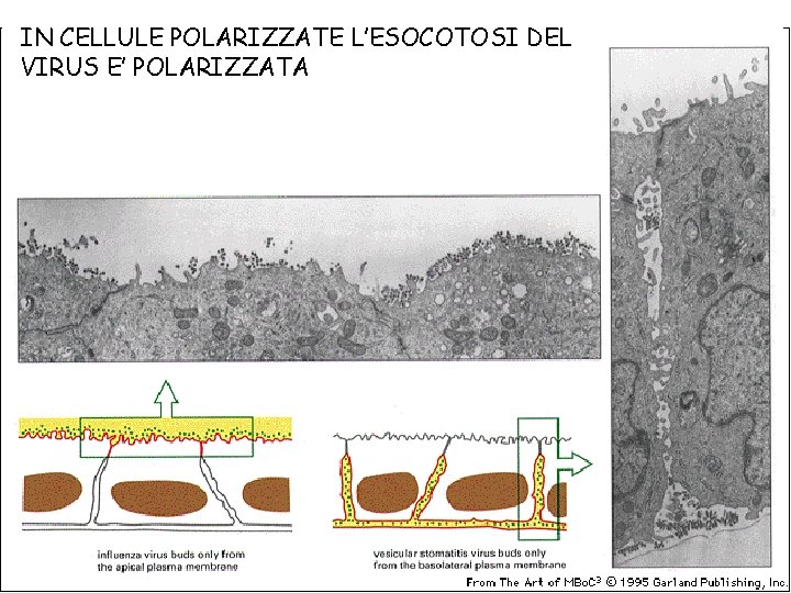 IN CELLULE POLARIZZATE L’ESOCOTOSI DEL VIRUS E’ POLARIZZATA 