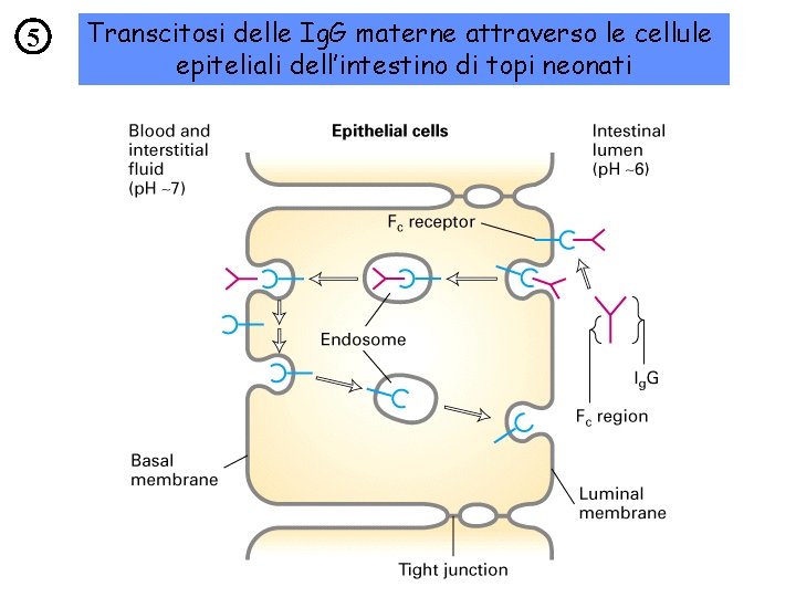 5 Transcitosi delle Ig. G materne attraverso le cellule epiteliali dell’intestino di topi neonati