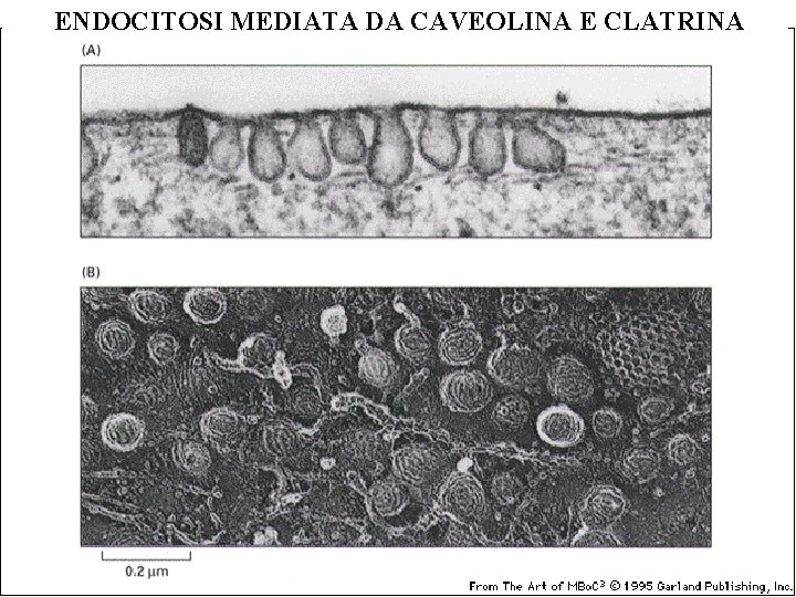 ENDOCITOSI MEDIATA DA CAVEOLINA E CLATRINA 