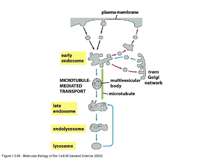 Figure 13 -56 Molecular Biology of the Cell (© Garland Science 2008) 