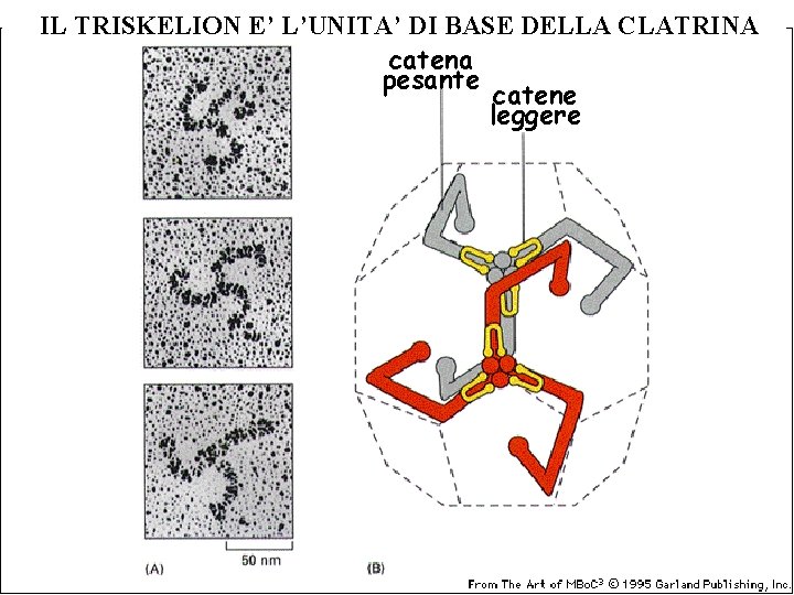 IL TRISKELION E’ L’UNITA’ DI BASE DELLA CLATRINA catena pesante catene leggere 