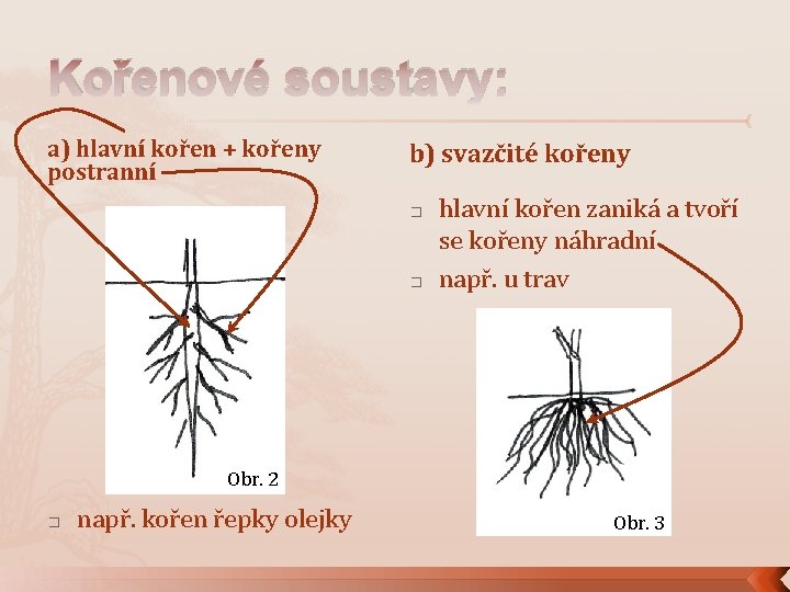 Kořenové soustavy: a) hlavní kořen + kořeny postranní b) svazčité kořeny � � hlavní