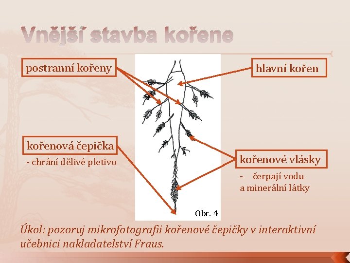 Vnější stavba kořene postranní kořeny hlavní kořenová čepička kořenové vlásky - chrání dělivé pletivo