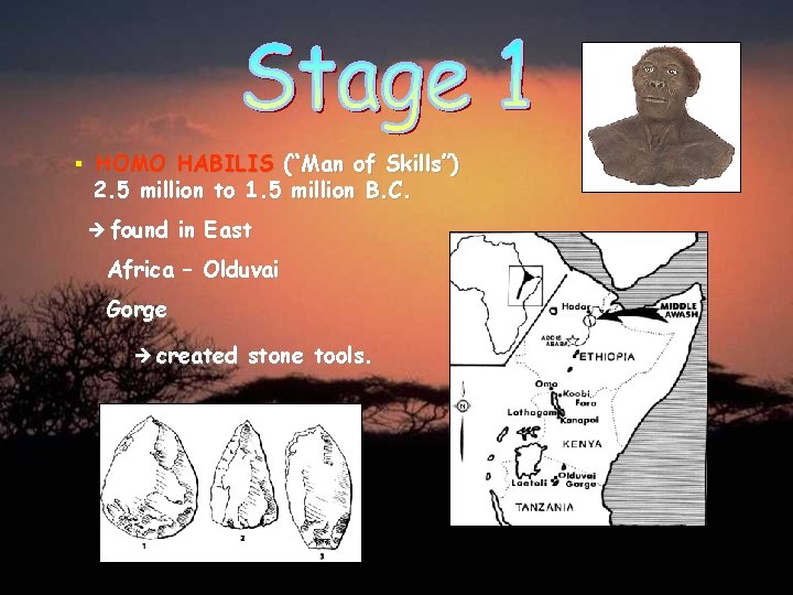 § HOMO HABILIS (“Man of Skills”) 2. 5 million to 1. 5 million B.