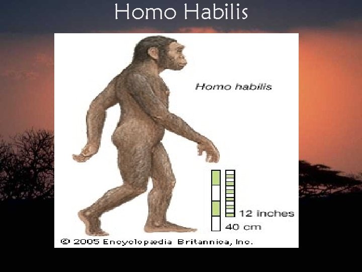 Homo Habilis 