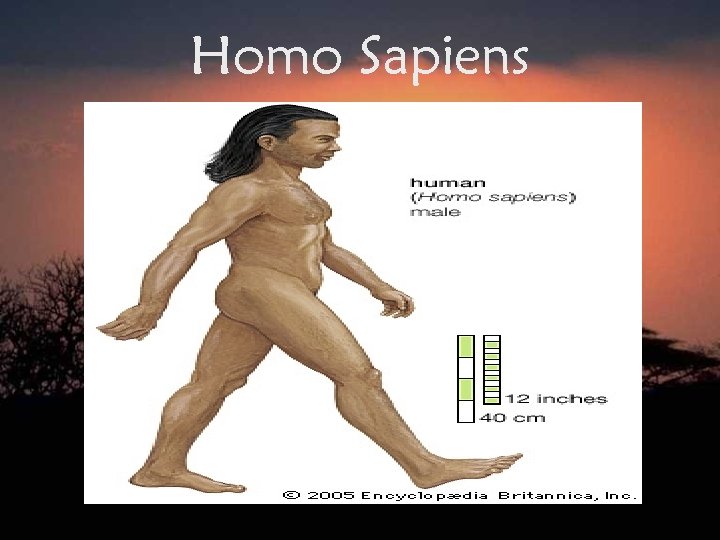 Homo Sapiens 