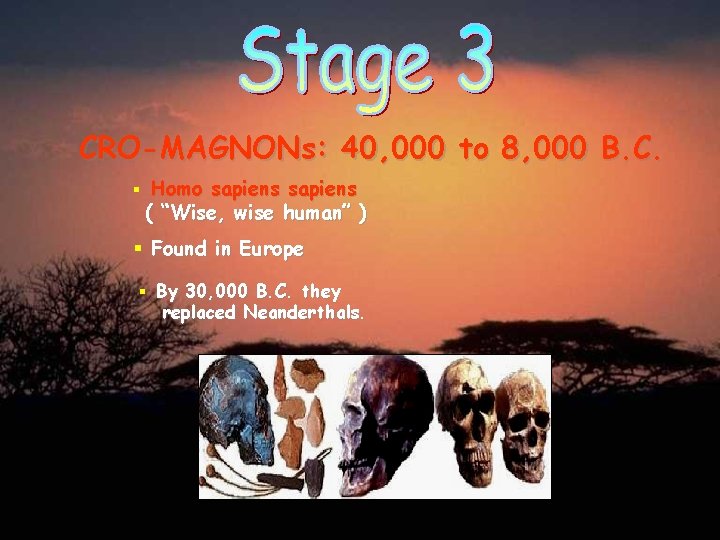 CRO-MAGNONs: 40, 000 to 8, 000 B. C. § Homo sapiens ( “Wise, wise