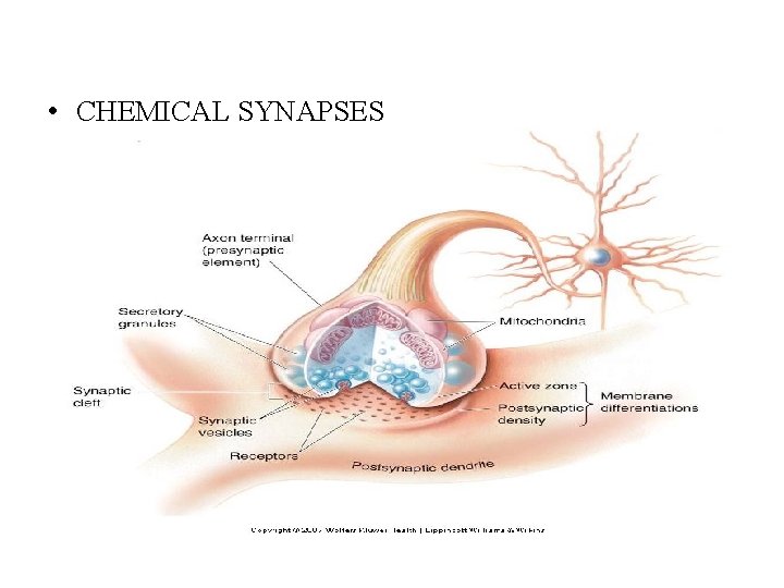  • CHEMICAL SYNAPSES 