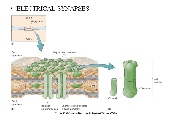  • ELECTRICAL SYNAPSES 