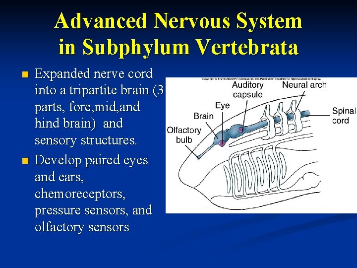 Advanced Nervous System in Subphylum Vertebrata n n Expanded nerve cord into a tripartite