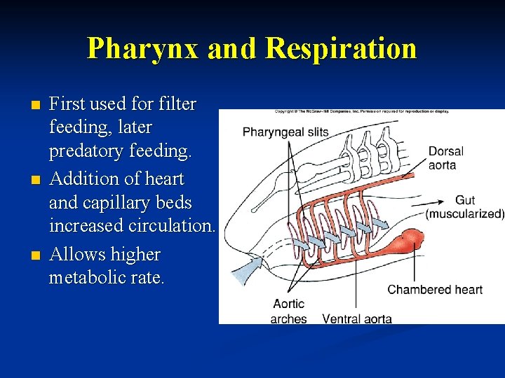 Pharynx and Respiration n First used for filter feeding, later predatory feeding. Addition of