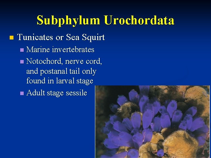 Subphylum Urochordata n Tunicates or Sea Squirt Marine invertebrates n Notochord, nerve cord, and