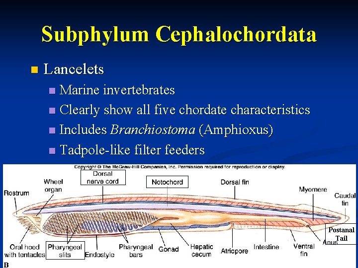 Subphylum Cephalochordata n Lancelets Marine invertebrates n Clearly show all five chordate characteristics n