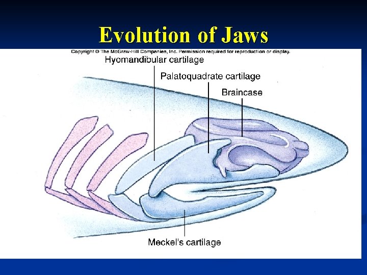 Evolution of Jaws 