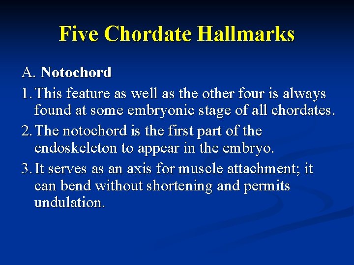 Five Chordate Hallmarks A. Notochord 1. This feature as well as the other four