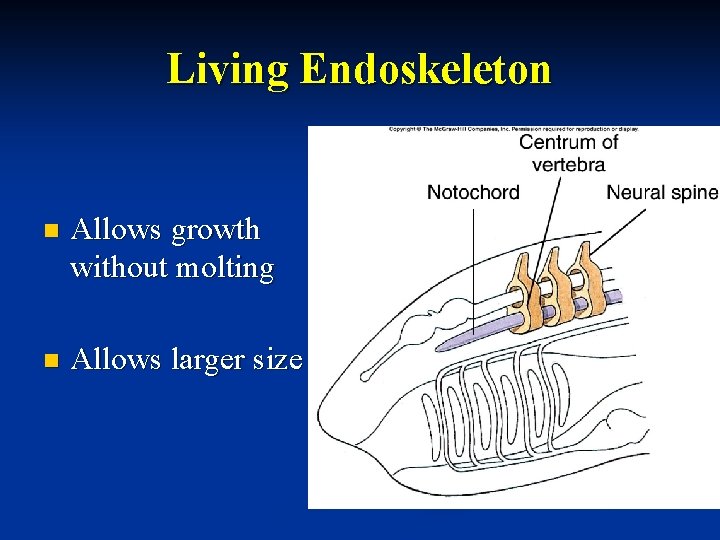 Living Endoskeleton n Allows growth without molting n Allows larger size 