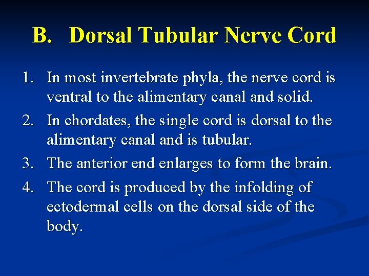 B. Dorsal Tubular Nerve Cord 1. In most invertebrate phyla, the nerve cord is