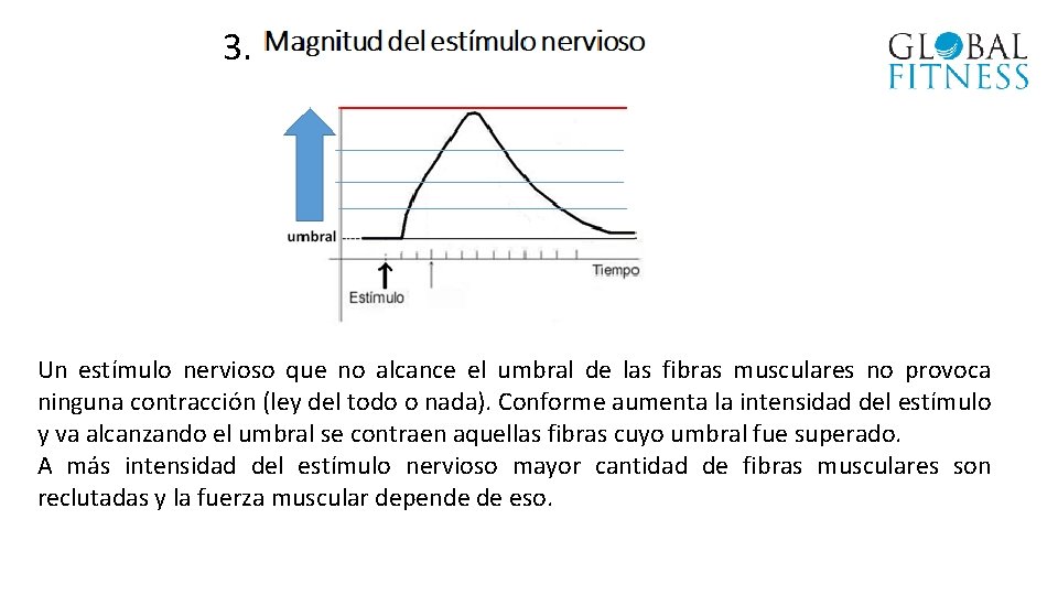 3. Un estímulo nervioso que no alcance el umbral de las fibras musculares no