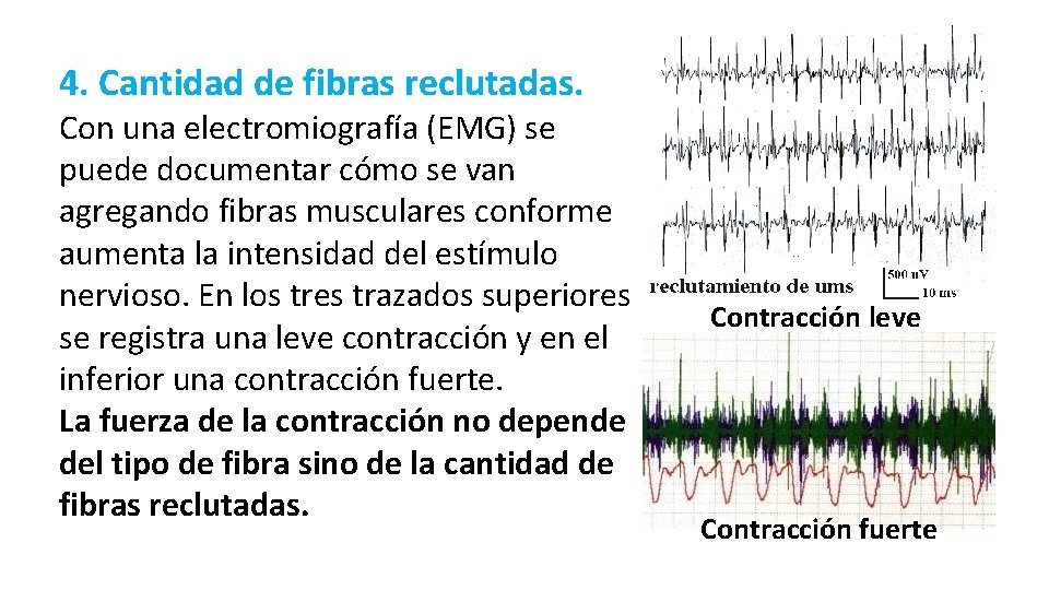 4. Cantidad de fibras reclutadas. Con una electromiografía (EMG) se puede documentar cómo se