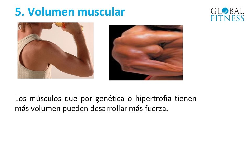 5. Volumen muscular Los músculos que por genética o hipertrofia tienen más volumen pueden