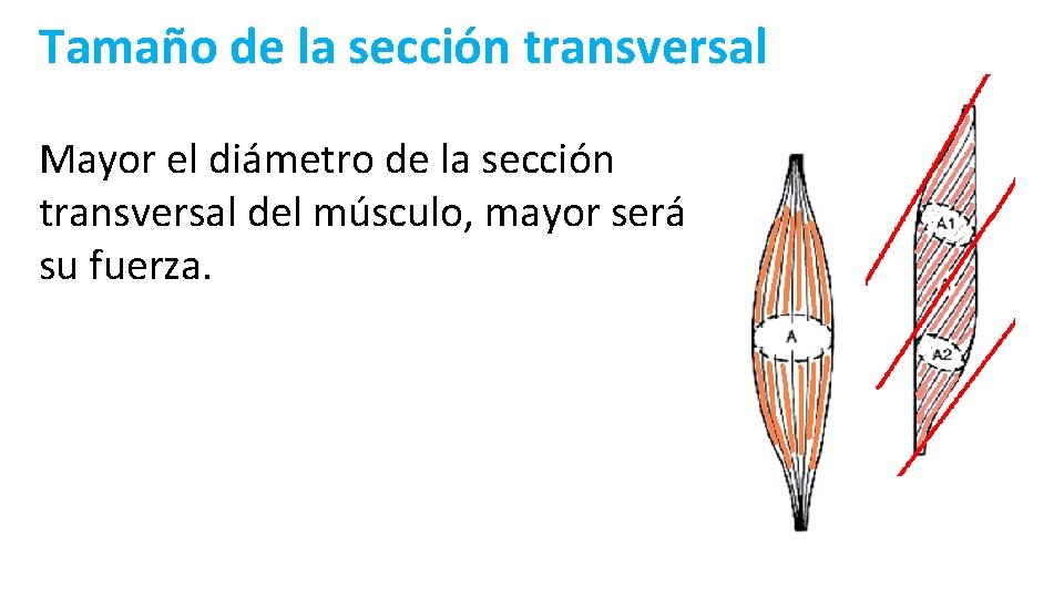 Tamaño de la sección transversal Mayor el diámetro de la sección transversal del músculo,
