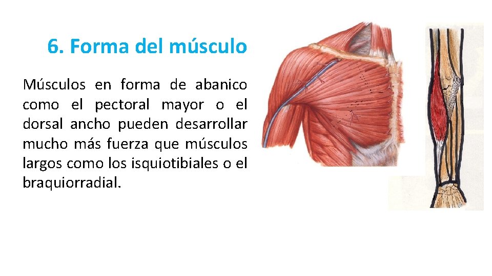 6. Forma del músculo Músculos en forma de abanico como el pectoral mayor o