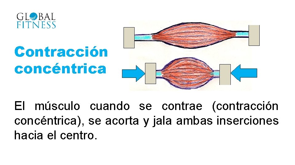 Contracción concéntrica El músculo cuando se contrae (contracción concéntrica), se acorta y jala ambas