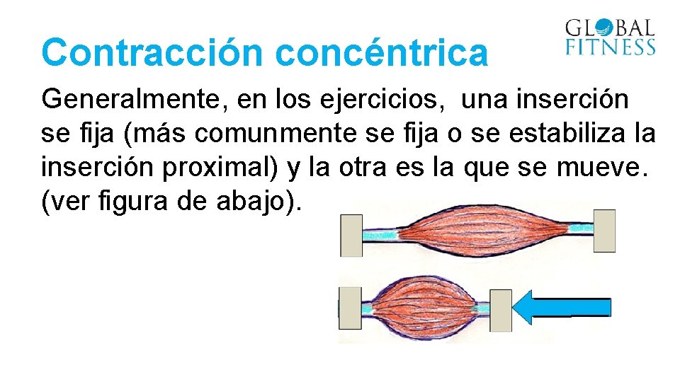 Contracción concéntrica Generalmente, en los ejercicios, una inserción se fija (más comunmente se fija