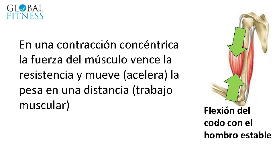 En una contracción concéntrica la fuerza del músculo vence la resistencia y mueve (acelera)