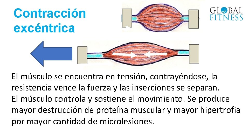 Contracción excéntrica El músculo se encuentra en tensión, contrayéndose, la resistencia vence la fuerza