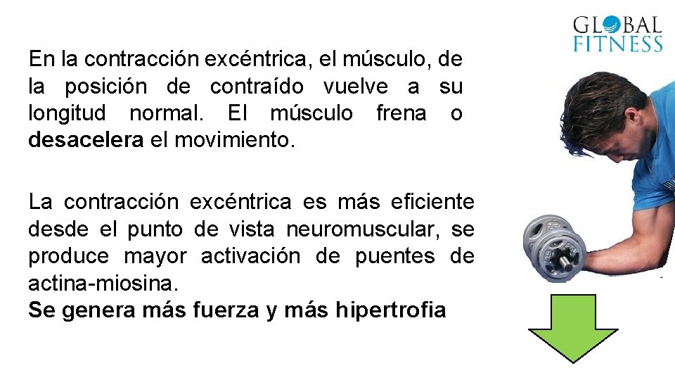 En la contracción excéntrica, el músculo, de la posición de contraído vuelve a su