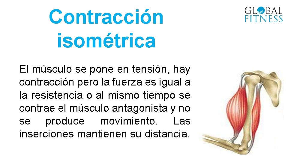 Contracción isométrica El músculo se pone en tensión, hay contracción pero la fuerza es