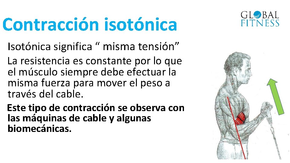 Contracción isotónica Isotónica significa “ misma tensión” La resistencia es constante por lo que